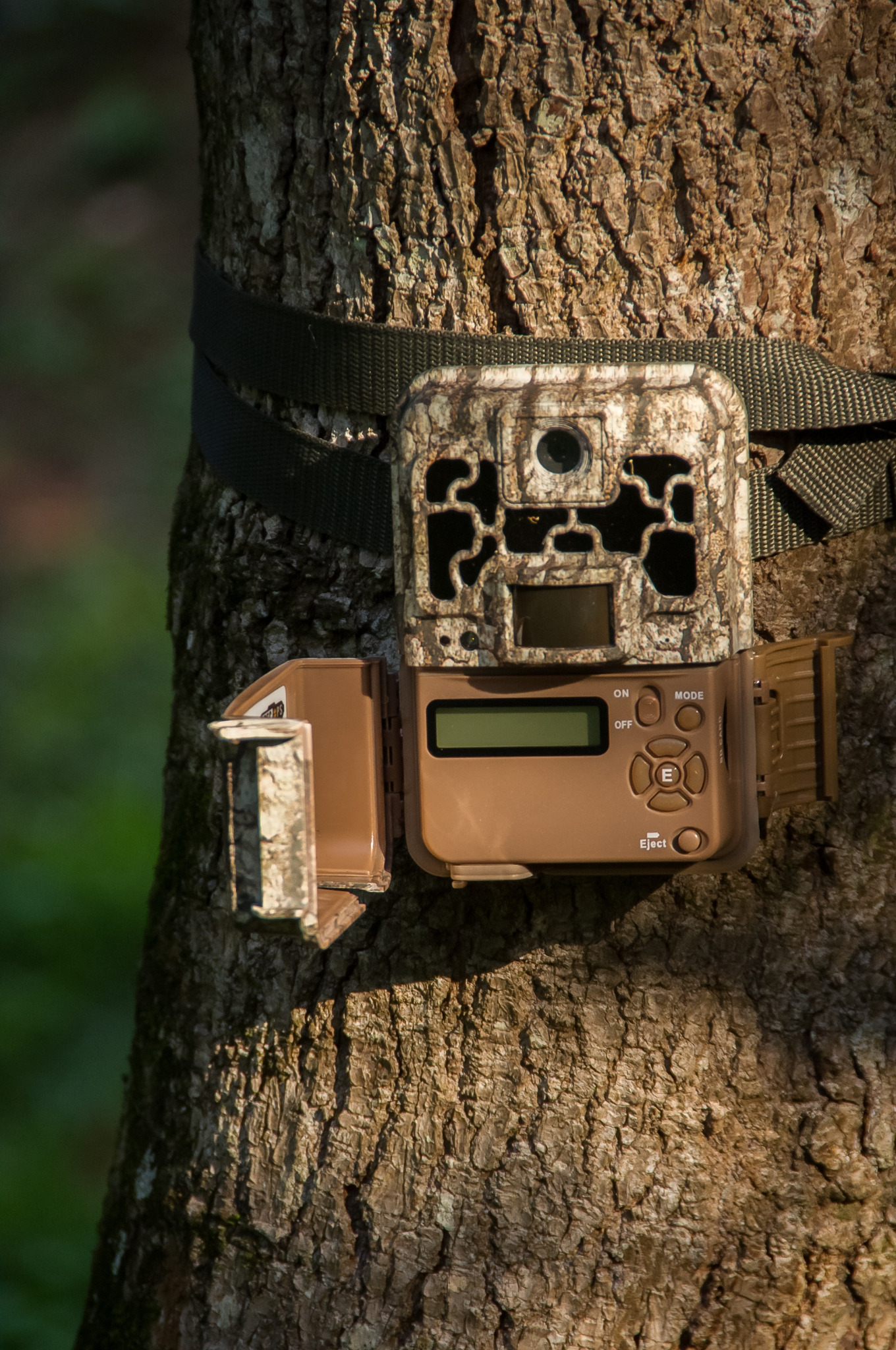 Wildkamera an einem Baum für ökologisches Monitoring