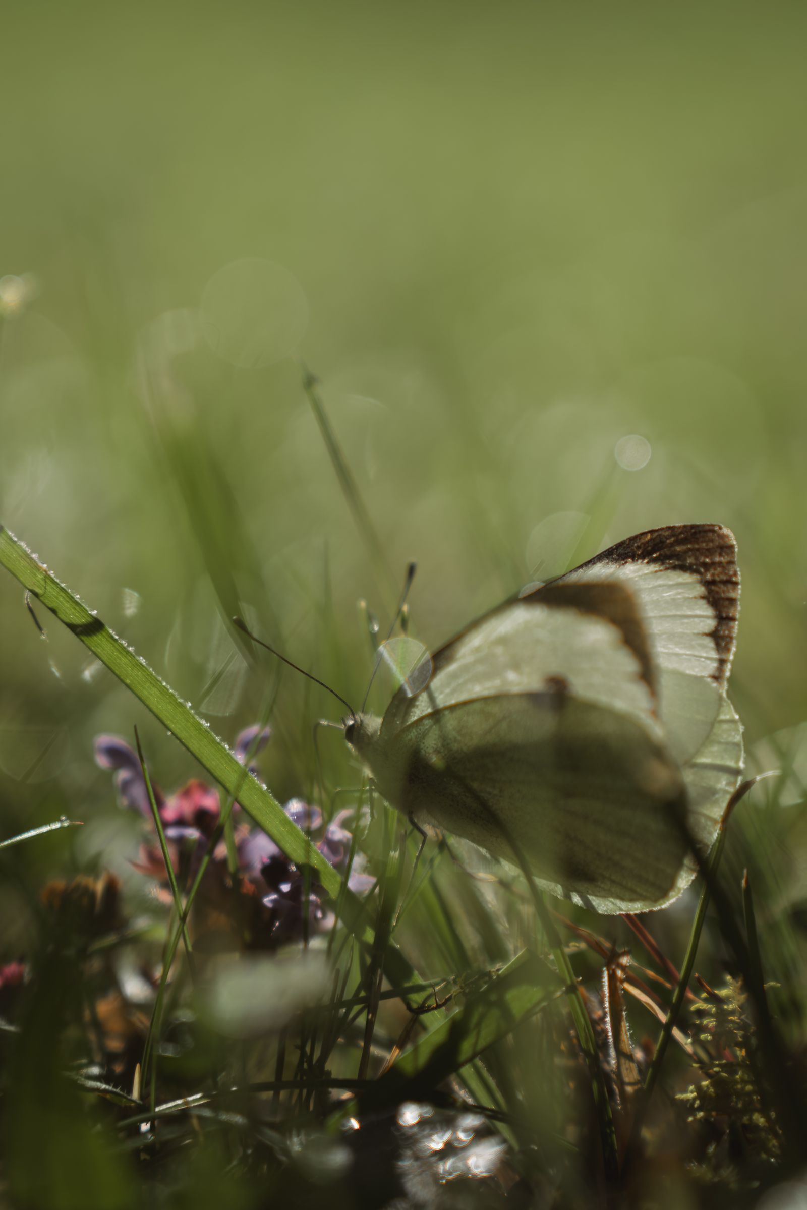 Schmetterling in einer Wiese
